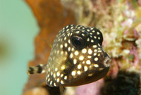 Smooth Trunkfish - Bonaire