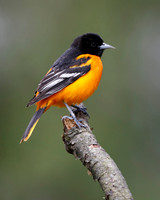 Male Baltimore Oriole (Icterus galbula) - Grand Bend, ON