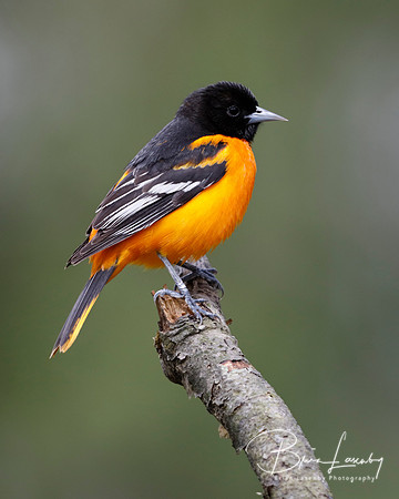 Male Baltimore Oriole (Icterus galbula) - Grand Bend, ON