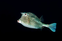 Honeycomb Cowfish
