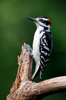 Male Hairy Woodpecker on a dead tree branch