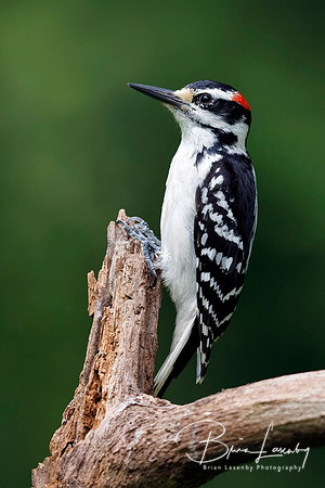 Male Hairy Woodpecker on a dead tree branch