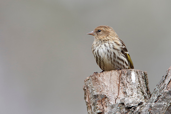 Pine Siskin Perched on a Tree Stump