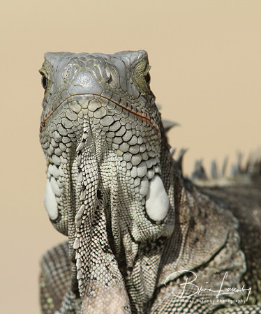 Iguana