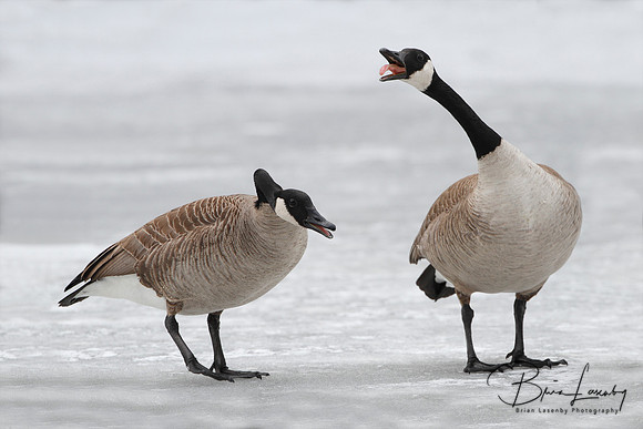 Pair of Canada Geese on Frozen River Announcing Their Territory