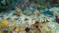 Closeup of a Peacock Flounder