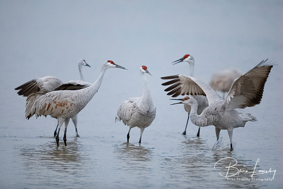 Sandhill Cranes displaying and dancing at dawn - New Mexico
