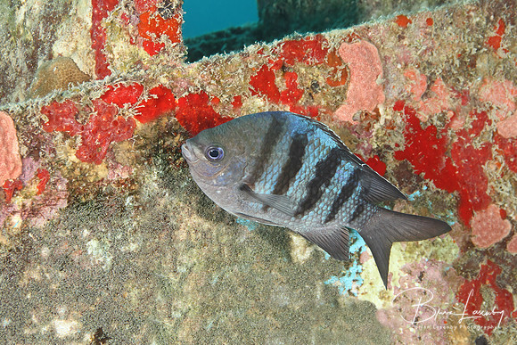 Male Sergeant Major Defending its Territory