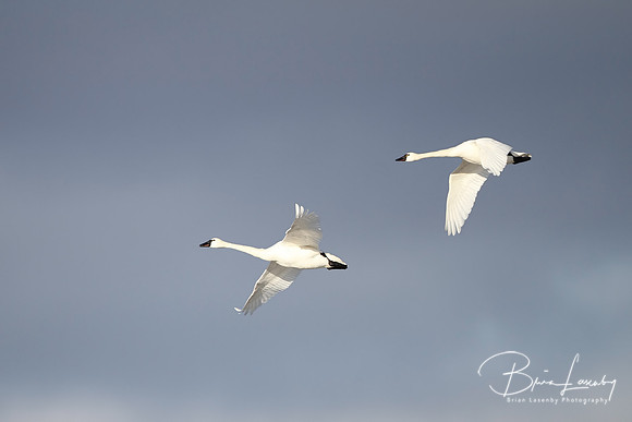 Tundra Swan - Ontario, Canada