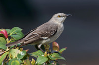 Northern Mockingbird Perched in a Shrub - Florida