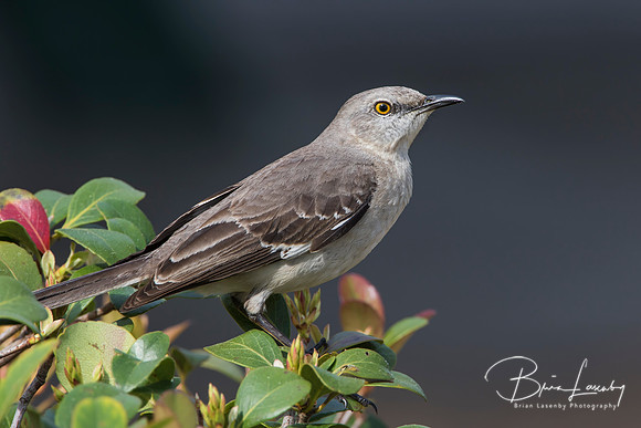 Northern Mockingbird Perched in a Shrub - Florida