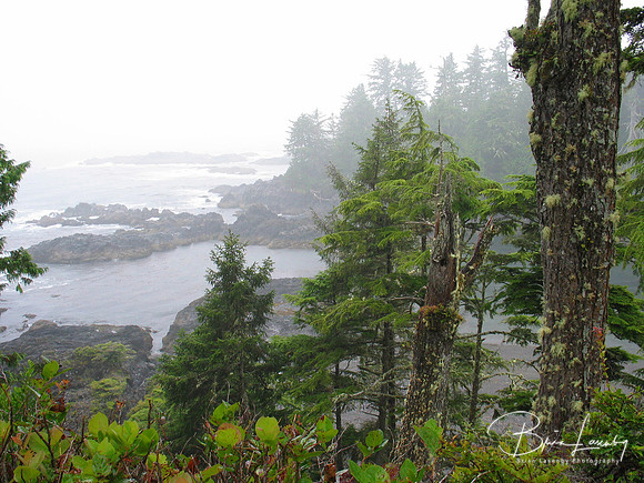 Coastal Mist 079