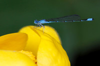 River Bluet Damselfly Perched on a Yellow Pond Lily