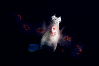 Honeycomb Cowfish feeding on a chain of salps  - Bonaire