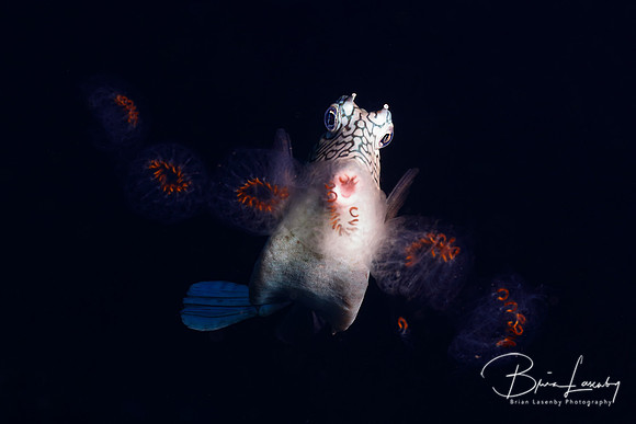 Honeycomb Cowfish feeding on a chain of salps  - Bonaire
