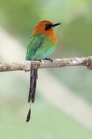 Motmot