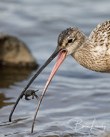 Long-billed Curlew catching a crab - Monterey Peninsula, Califor