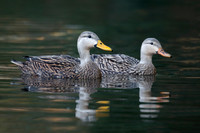 Pair of Mottled Ducks swimming on a river - Florida