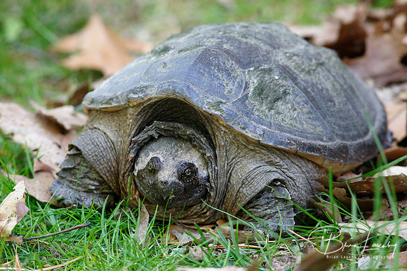 Female Common Snapping Turtle