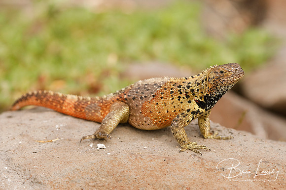 Galapagos Land Iguana basking on a rock