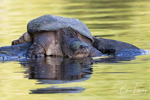Large Common Snapping Turtle basking on a rock - Ontario, Canada
