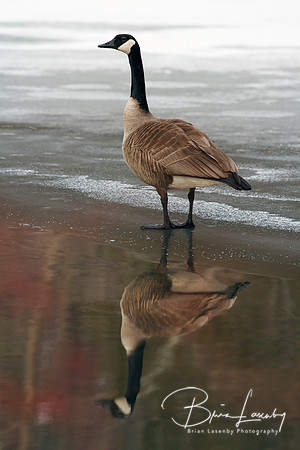 Canada Goose on Frozen River with Reflection