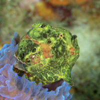 Green Longlure Frogfish sitting in an Azure Vase Sponge - Bonair