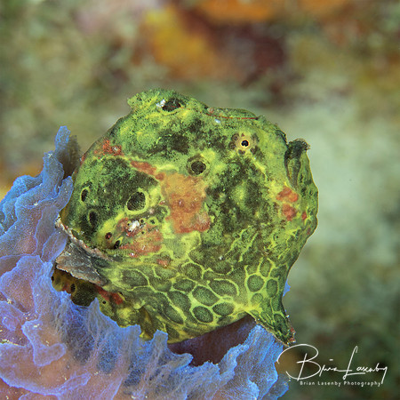 Green Longlure Frogfish sitting in an Azure Vase Sponge - Bonair