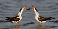 Black Skimmers disputing territory on a Gulf of Mexico beach - F