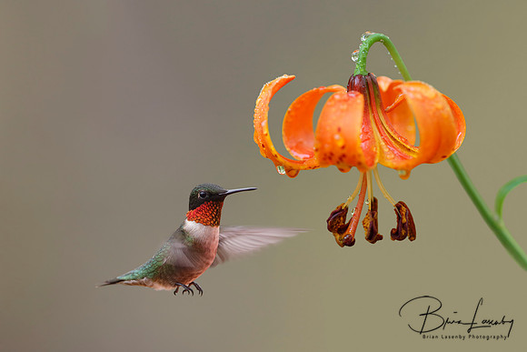 Ruby-throated Hummingbird and Michigan Lily - Ontario, Canada