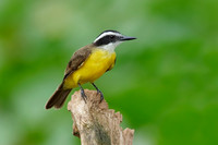 Lesser Kiskadee perched on a stump - Gamboa, Panama