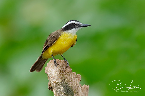 Lesser Kiskadee perched on a stump - Gamboa, Panama