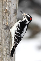 Hairy Woodpecker on Dead Pine Tree
