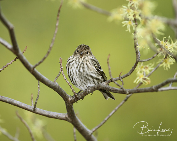 Pine Siskin