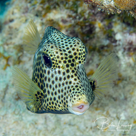 Spotted Trunkfish foraging in the sand - Bonaire