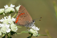 Coral Hairstreak