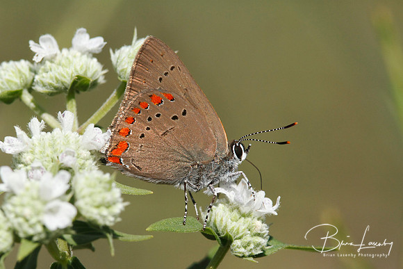 Coral Hairstreak