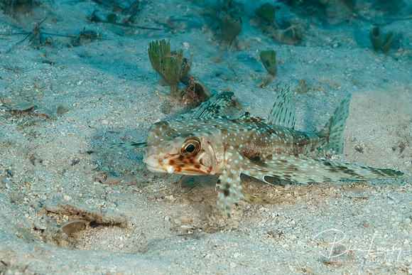 Flying Gurnard Resting on a Sandy Bottom - Bonaire