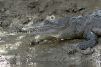Caiman