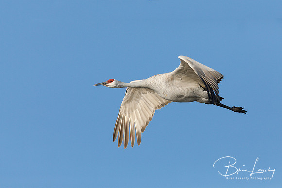 Sandhill Crane in flight against a blue sky