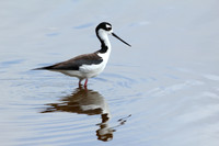 Black-necked Stilt