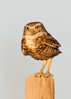Burrowing Owl perched on a fence post - California