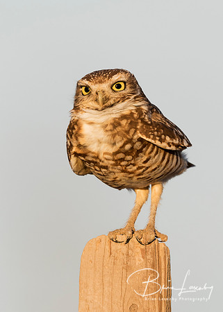 Burrowing Owl perched on a fence post - California