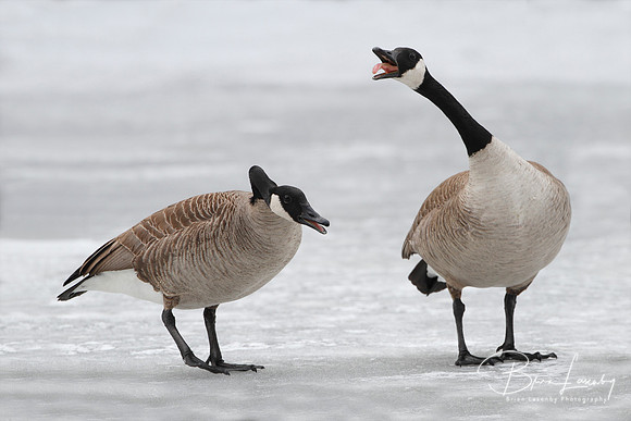 Pair of Canada Geese on Frozen River Announcing Their Territory