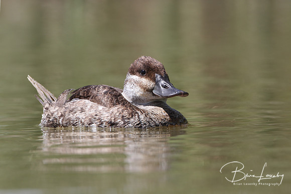 Female Ruddy Duck - Texas