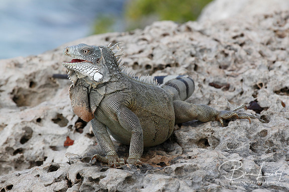 Iguana Perched on a Rocky Sea Wall - Bonaire