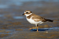 Semipalmated Plover (Charadrius semipalmatus)