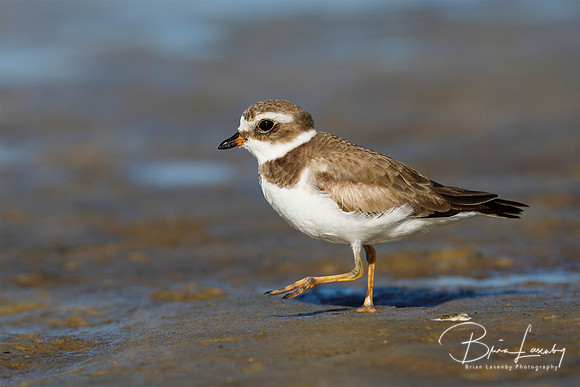 Semipalmated Plover (Charadrius semipalmatus)