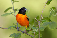 Male Baltimore Oriole (Icterus galbula) - Grand Bend, ON