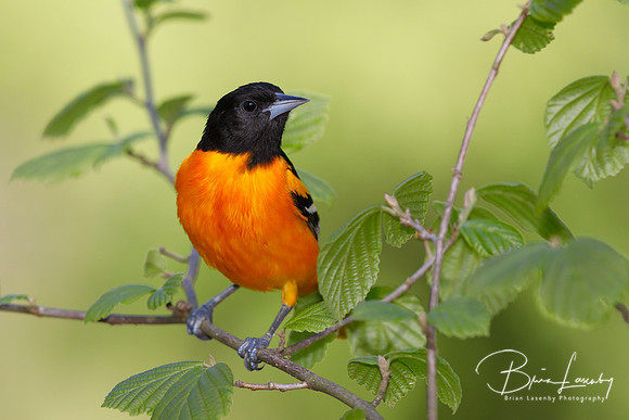 Male Baltimore Oriole (Icterus galbula) - Grand Bend, ON